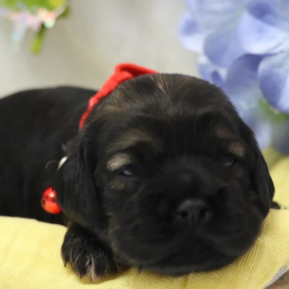American Cocker Spaniel ~Snax