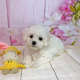 Female Bichon Frise Puppy