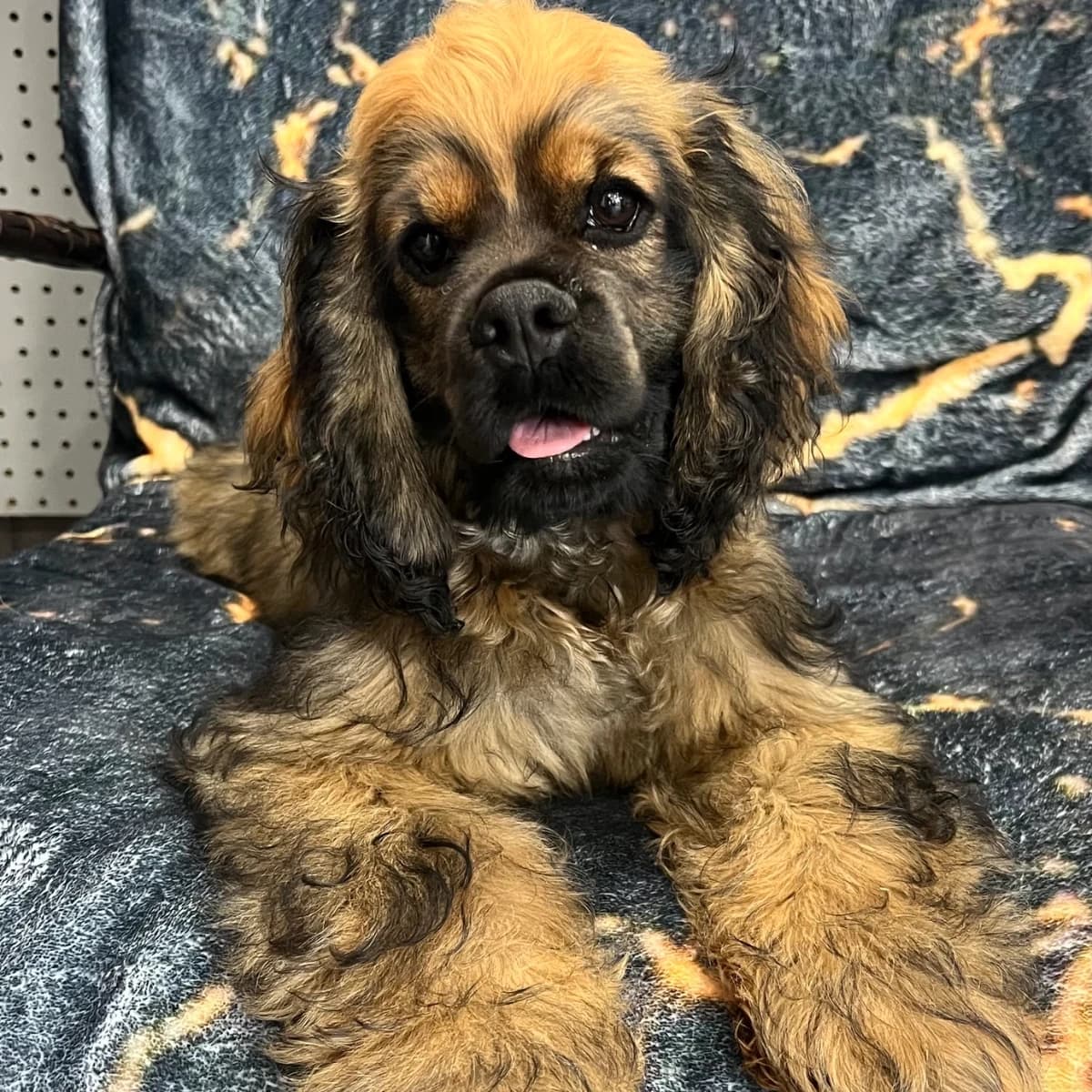 American Cocker Spaniel ~Snax