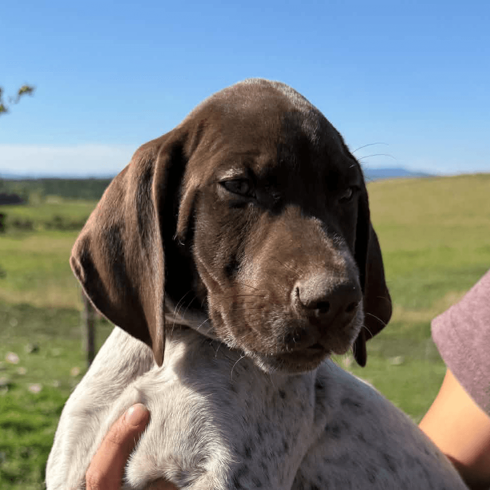 10 week old GSP puppy