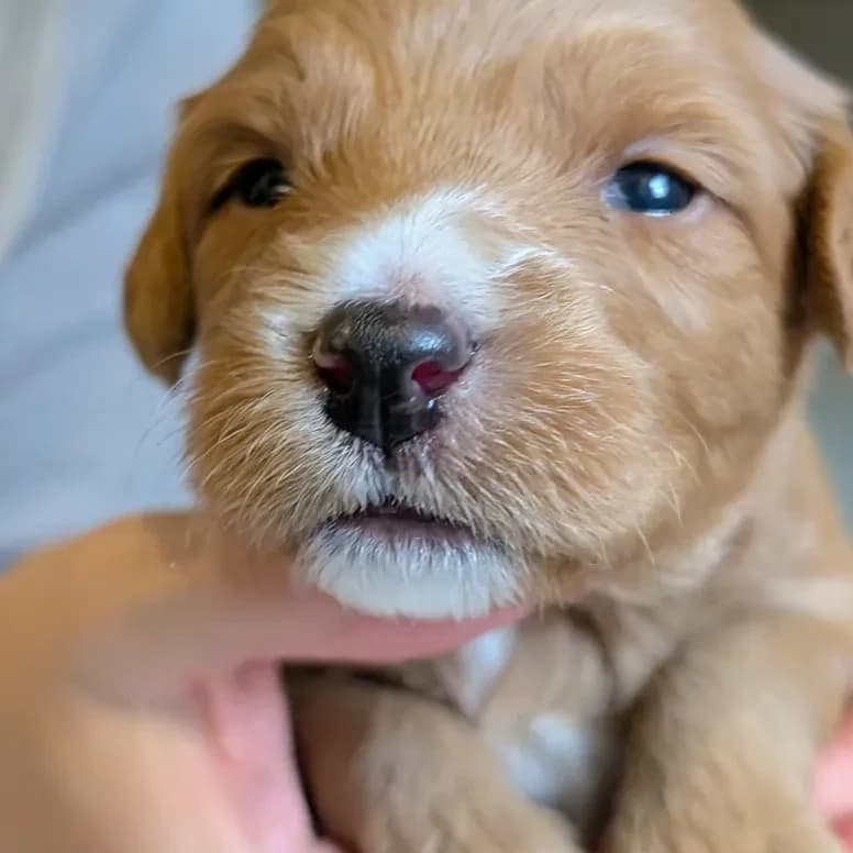 Élevage Pattes d'ours _ Jabba (black)