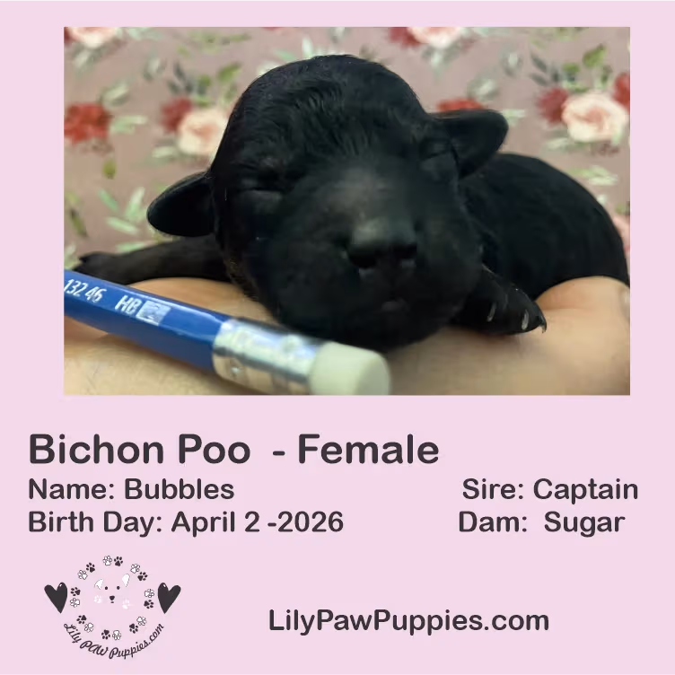 Adorable Black Bichon-Poo - Bubbles - Female