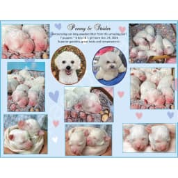 CKC BICHON PUPPIES ON THE WAY!