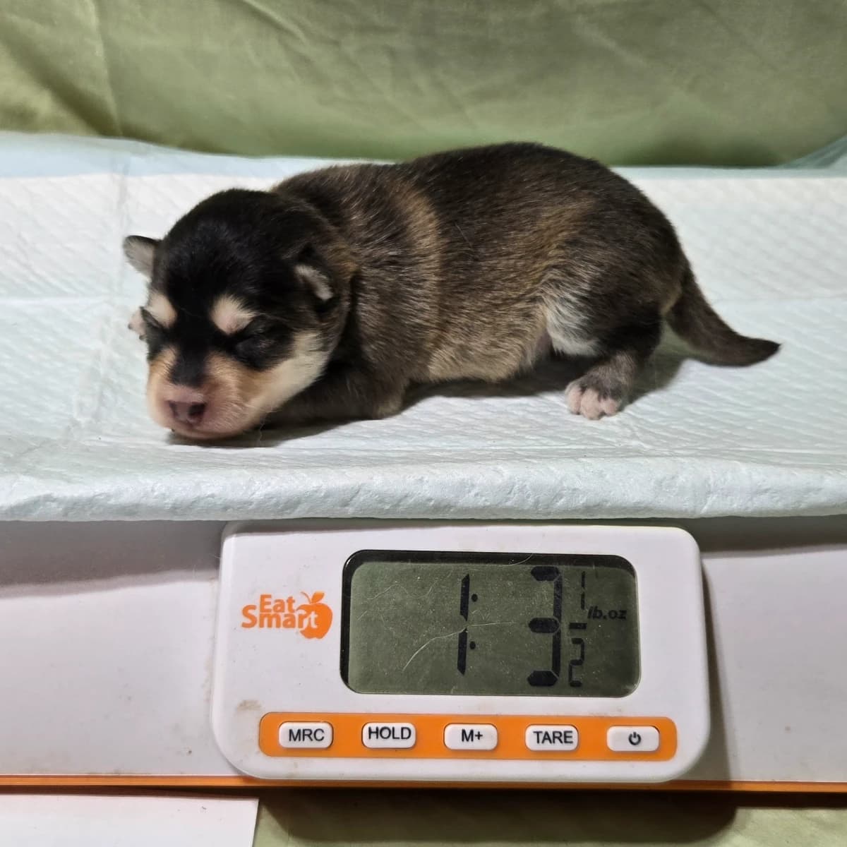 F3 pomsky puppy