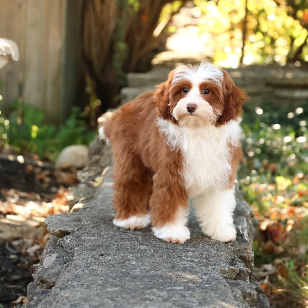 Tiny Multigen Aussiedoodle (10-20 lbs)