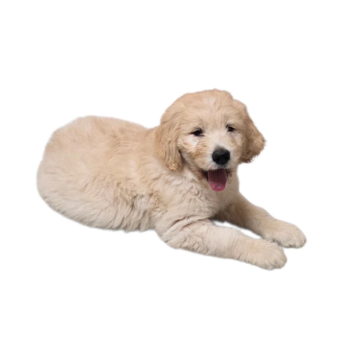 F1 Standard Goldendoodles