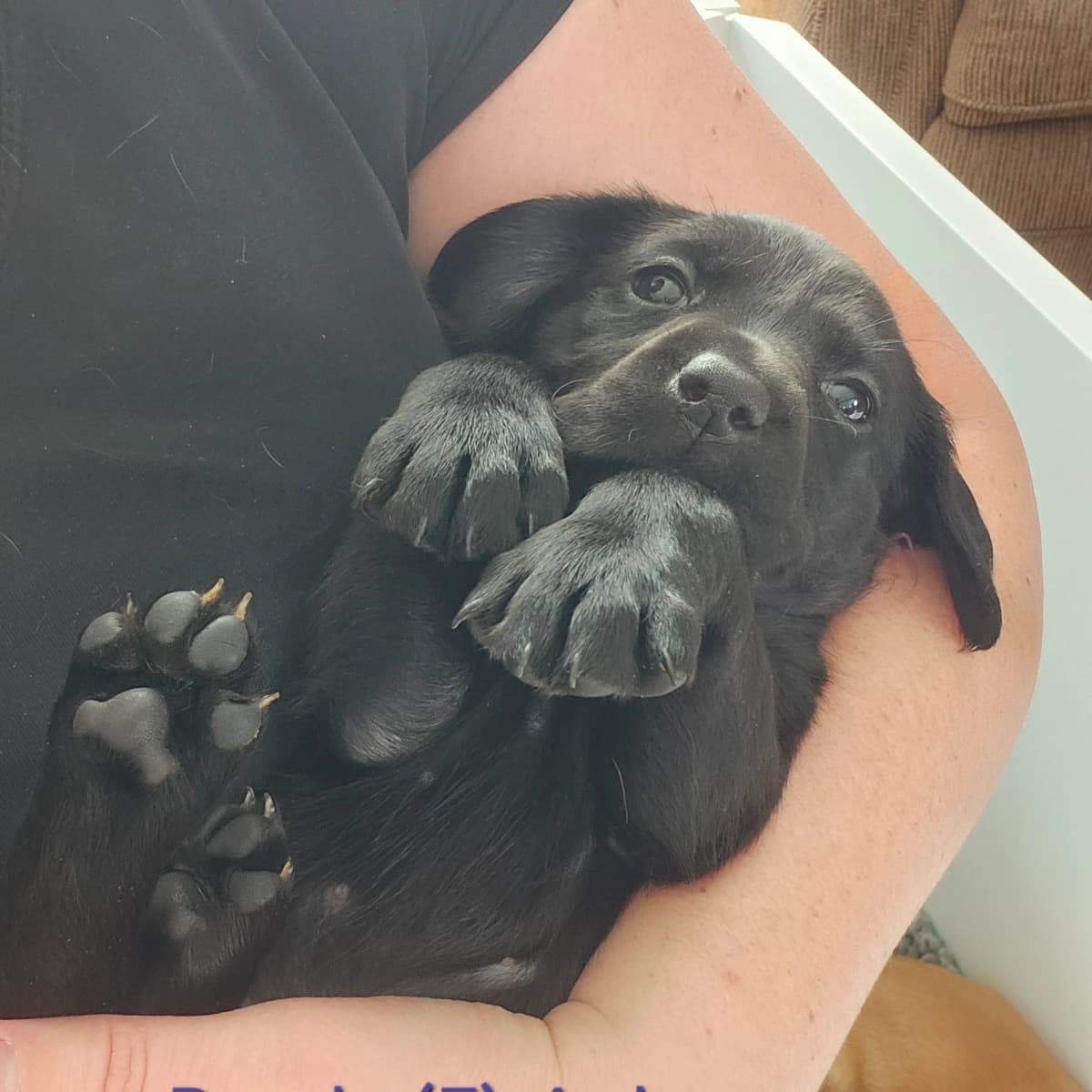 Female black labrador pup