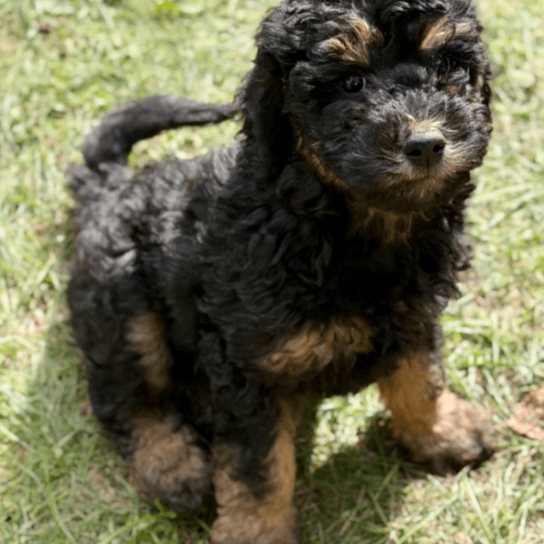 Purebred Small Poodle