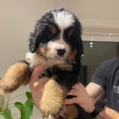 Bernese Mountain Dog Puppies