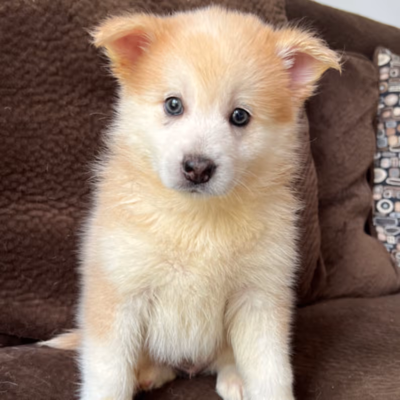 Gorgeous Pomsky Puppies