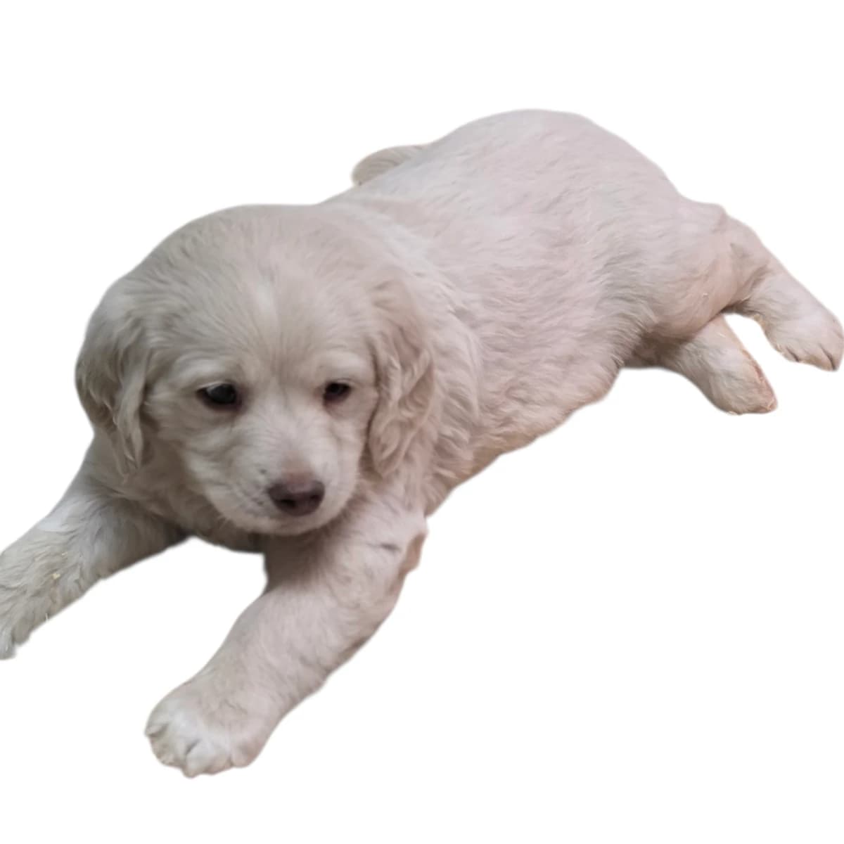 F1 Standard Goldendoodles