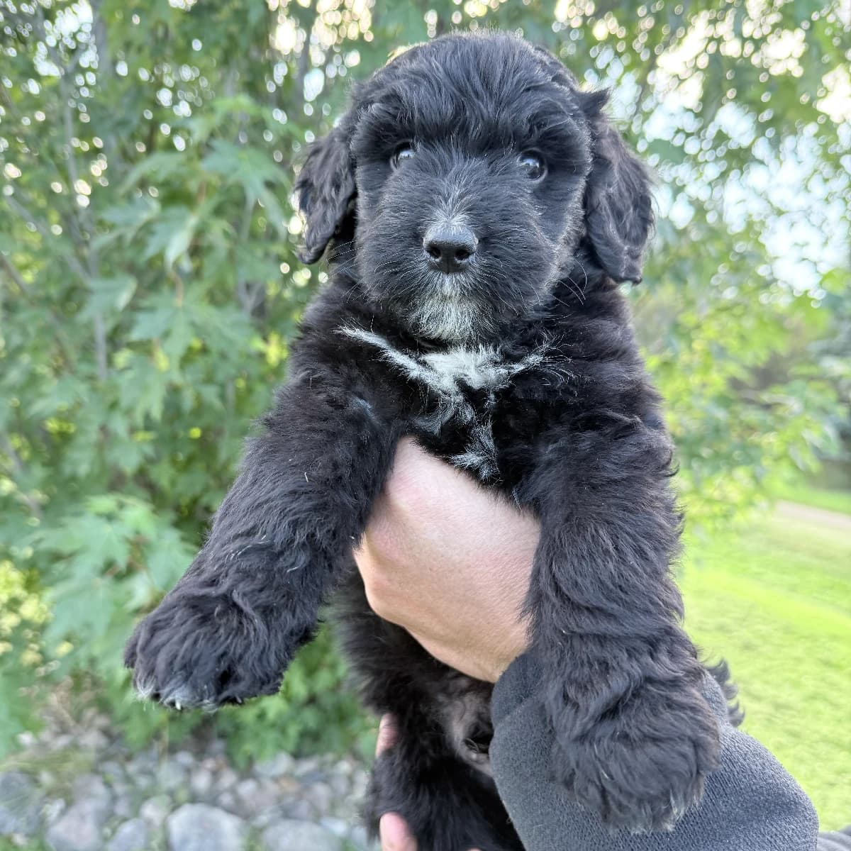 READY TO BE HOMED: F1 BERNEDOODLE PUPPIES AVAILABLE