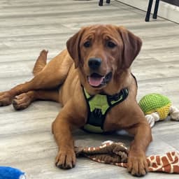 Stella -Goldador Pup