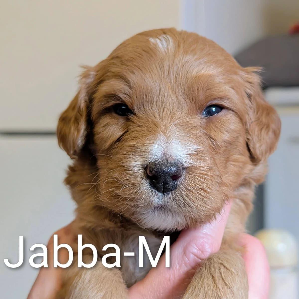 Élevage Pattes d'ours _ Jabba (black)