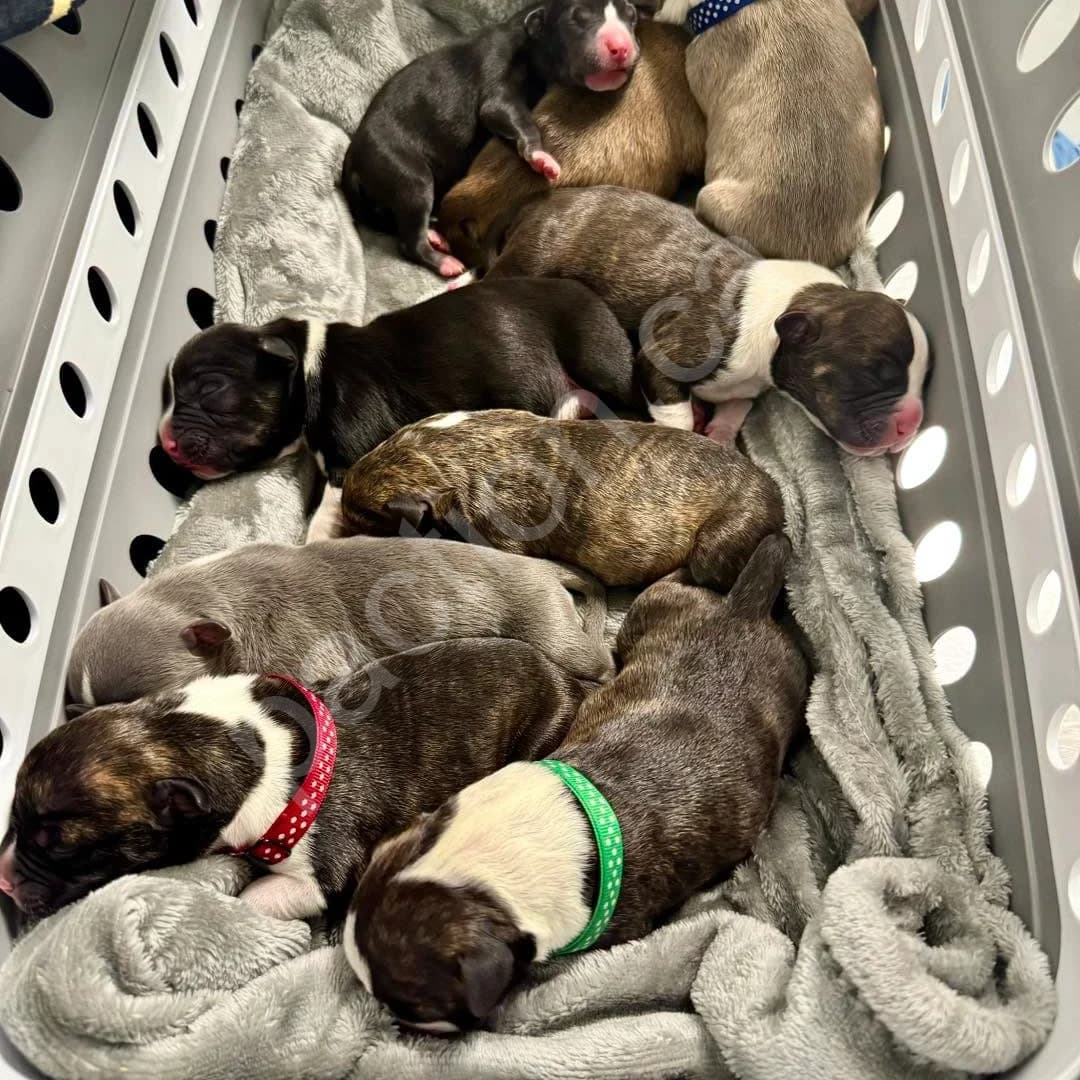 American Staffordshire Terrier Puppies