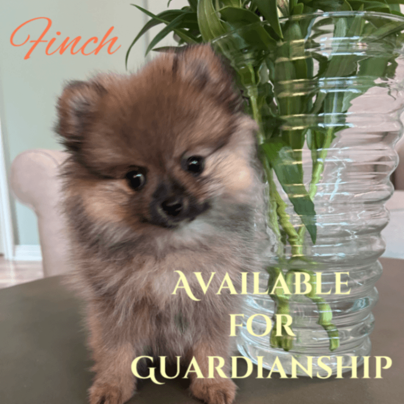 Female for Guardianship