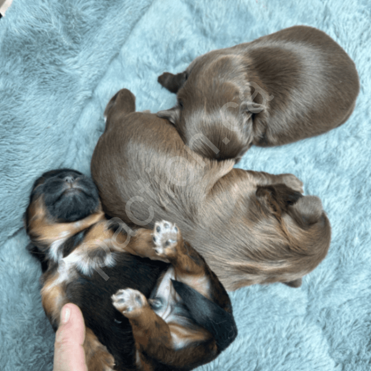 Honey x Alex — September 2026 litter