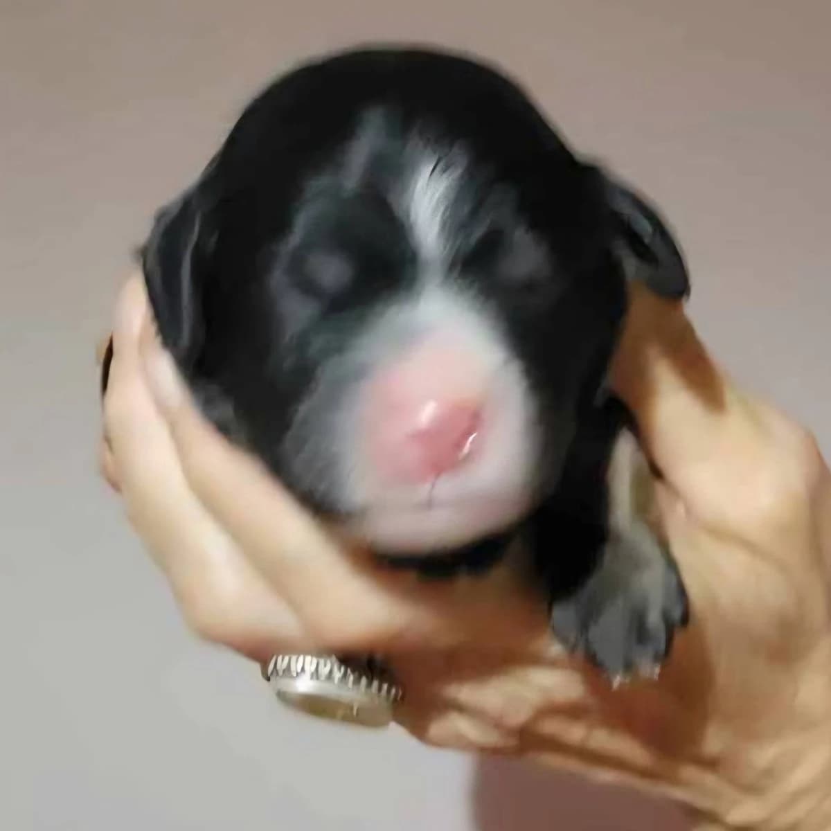 DNA tested Bernedoodles