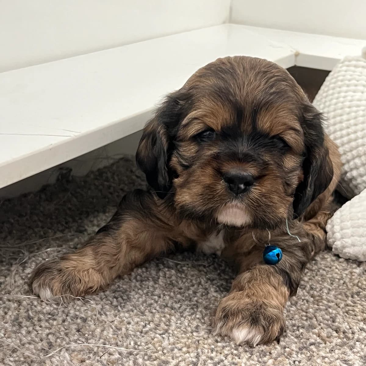 American Cocker Spaniel ~Twix