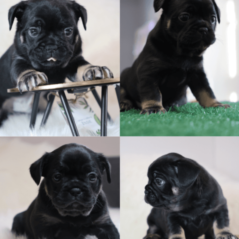 Exotic French Bulldog Puppies – Ready in Weeks | Loving Homes Only