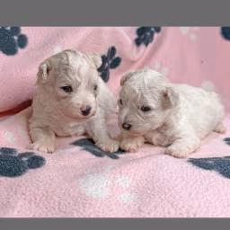 2 Bichon Frise Girls