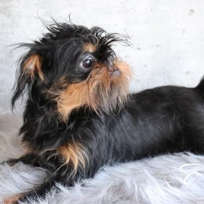 Retired female brussel Griffon