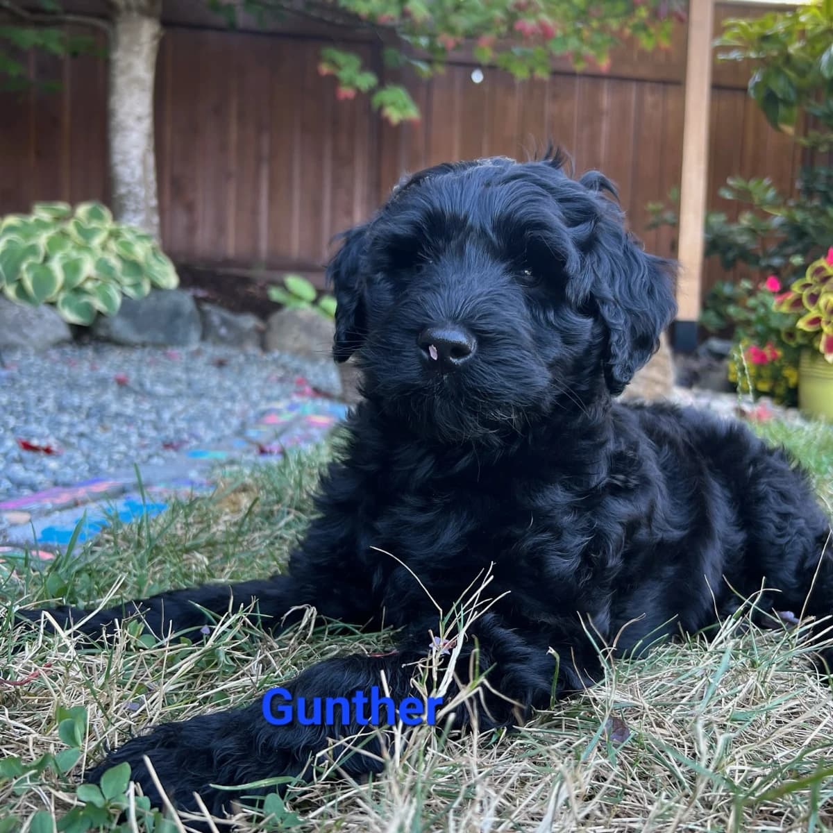 Labradoodle Puppies coming May 10th (Copy)