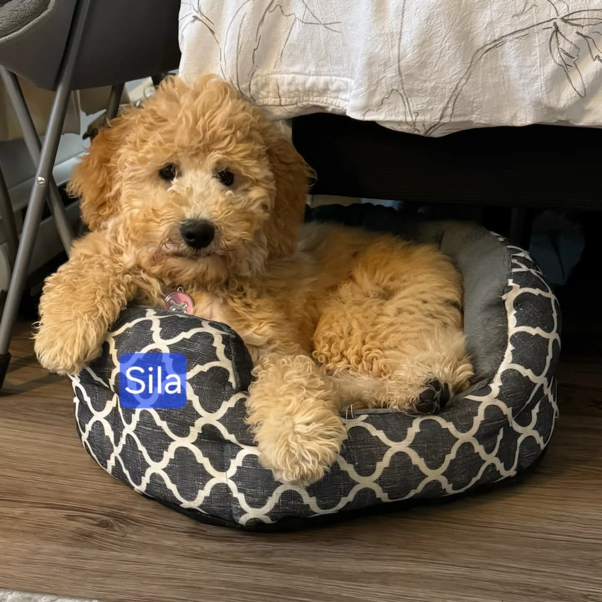 Labradoodle Puppies coming May 10th