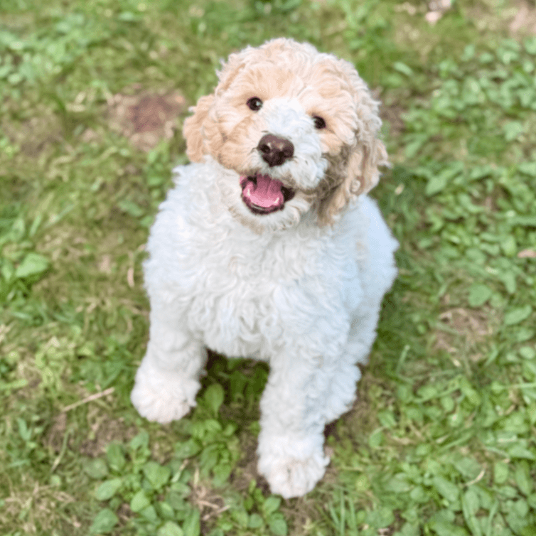 Purebred Poodles from Boreal Puppies