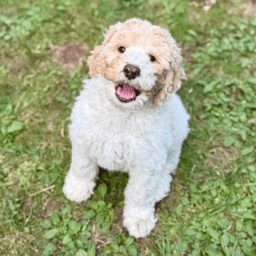 Purebred Poodles from Boreal Puppies
