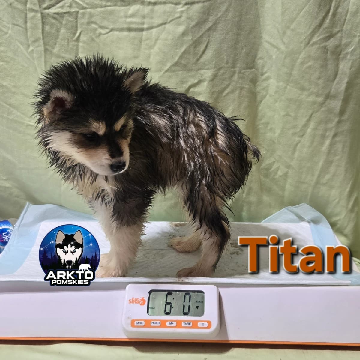 F3 pomsky puppy