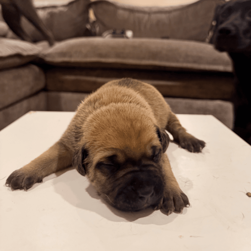 American bully x pitbull puppies for sale
