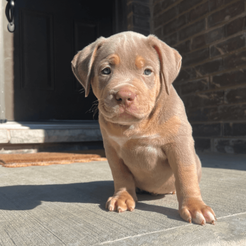 Purebred Stunning Lilac Tri American Bully (Copy)