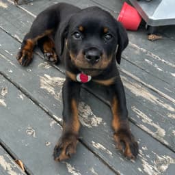 Koda