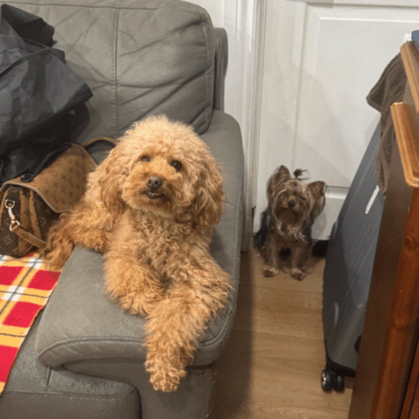 Toy Poodle