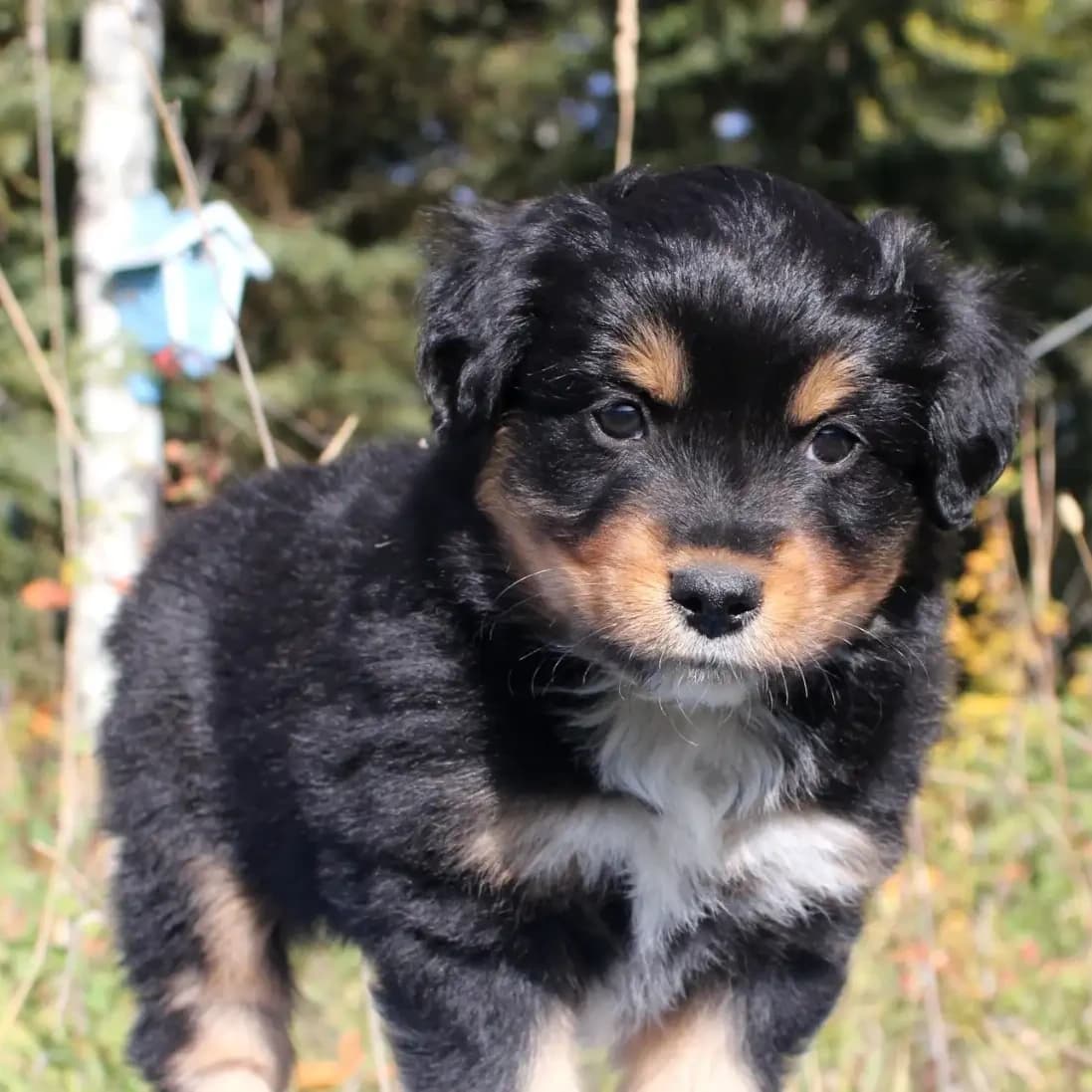 Ranger - Male Black Tri