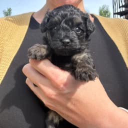 Black & tan Maltipoo