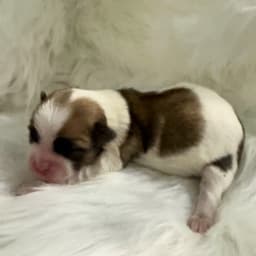 Brown & White Female