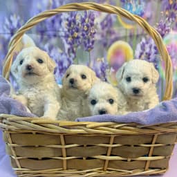 Bichon Frise Boys
