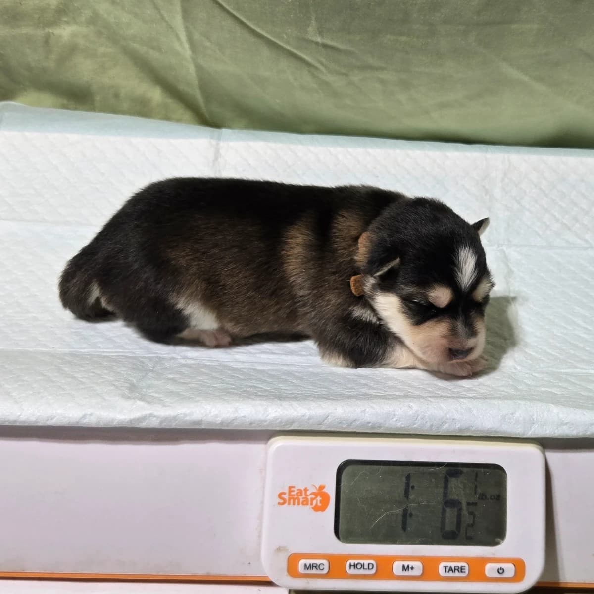 F3 pomsky puppy