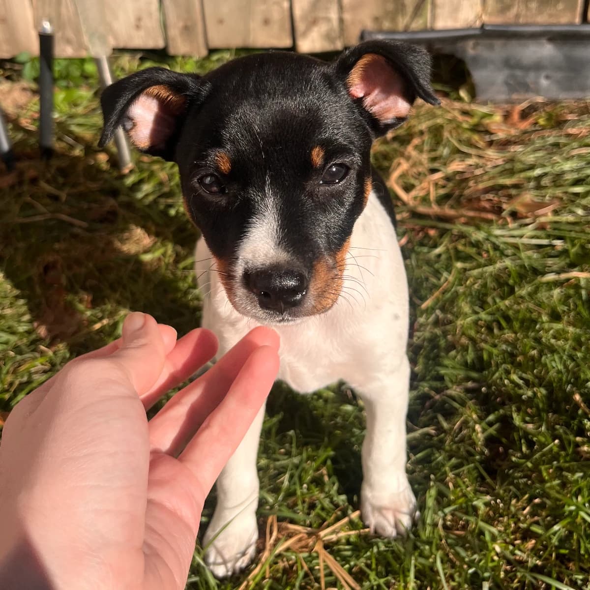 Female Rat Terrier Puppy Available