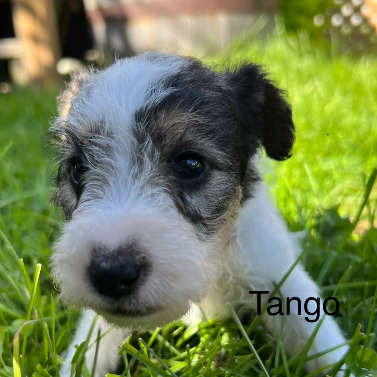 Wirehaired Fox Terrier Sir Tango Tangerine JR.