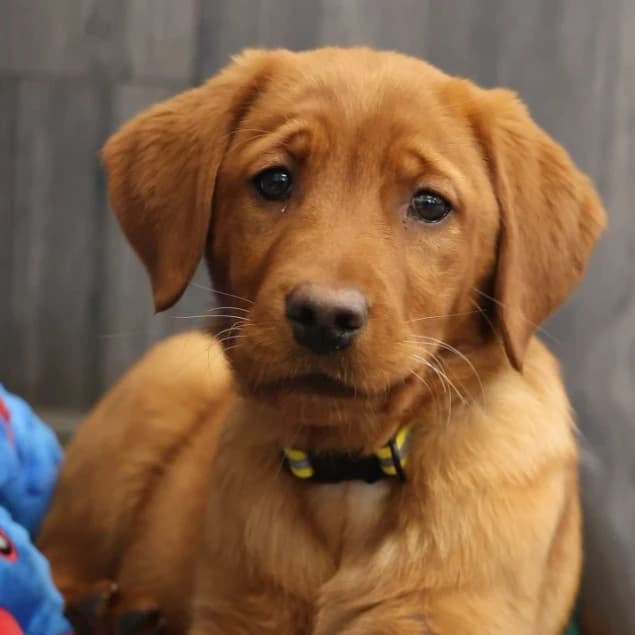 Stella -Goldador Pup