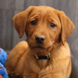 Stella -Goldador Pup