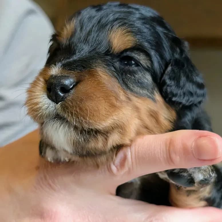 Élevage Pattes d'ours _ Rey (purple)