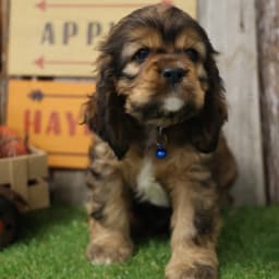 American Cocker Spaniel ~Twix