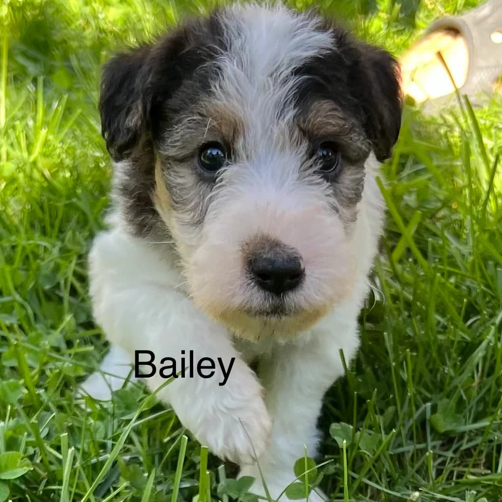 Wirehaired Fox Terrier Bailey