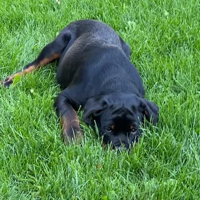 Koda