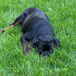 Koda