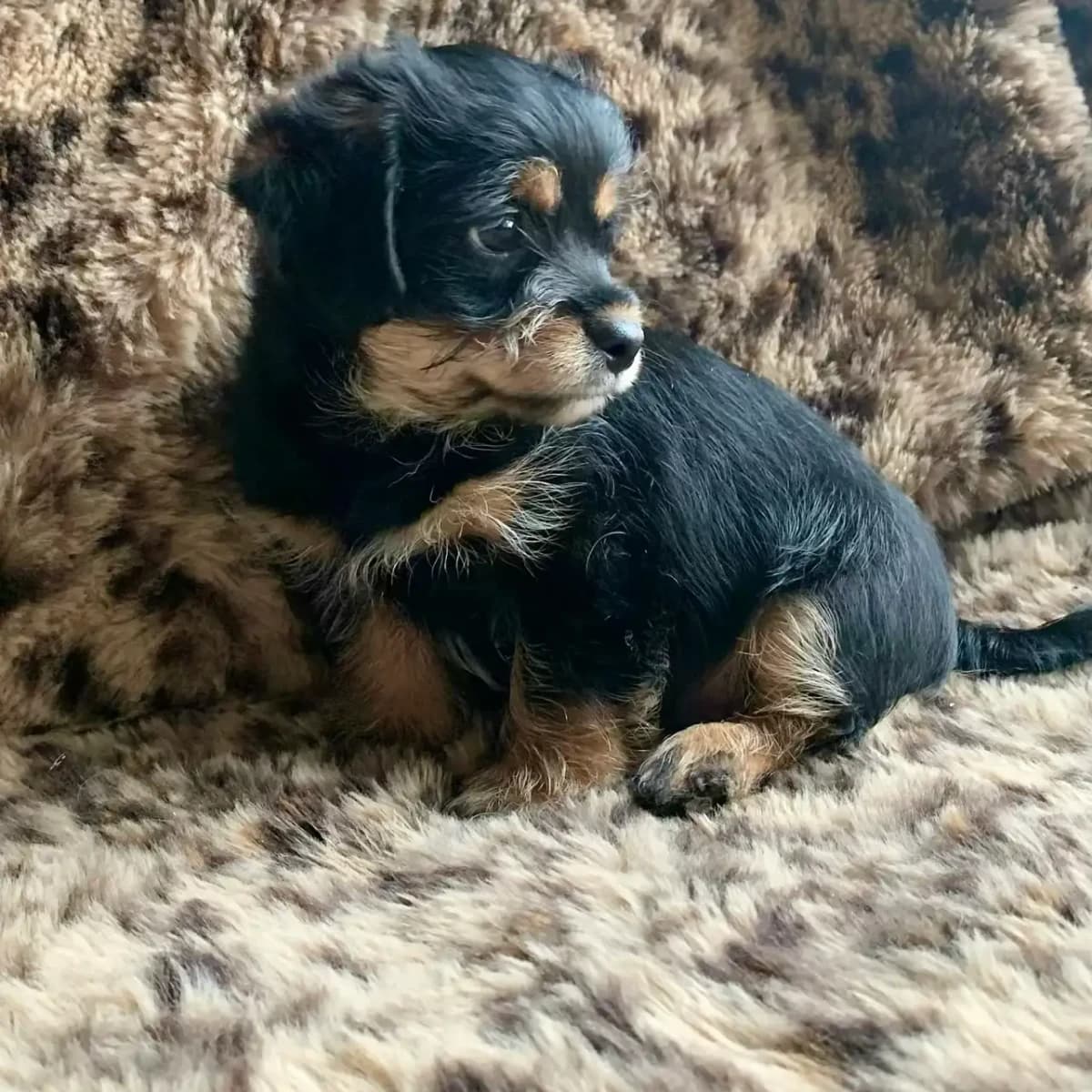 Adororable Male Chorkie's